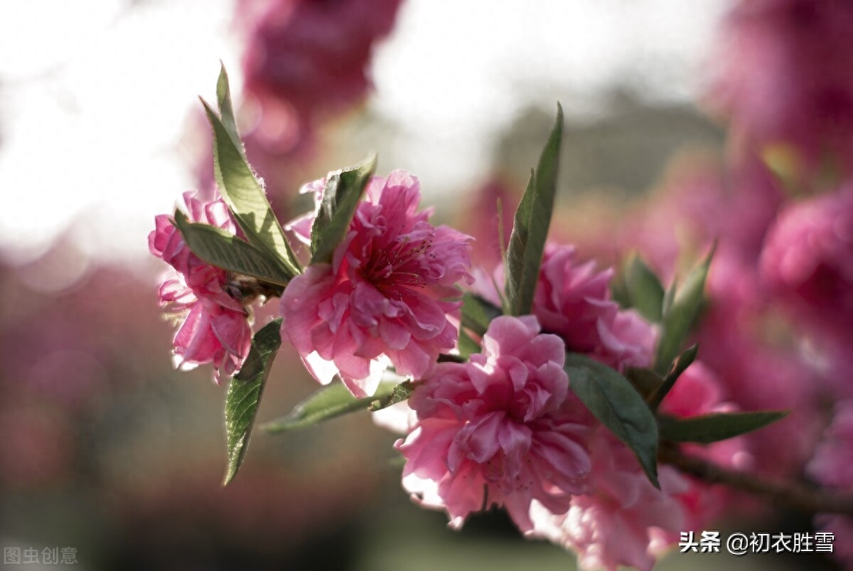 桃花诗词古句大全（仲春碧桃花古诗六首）