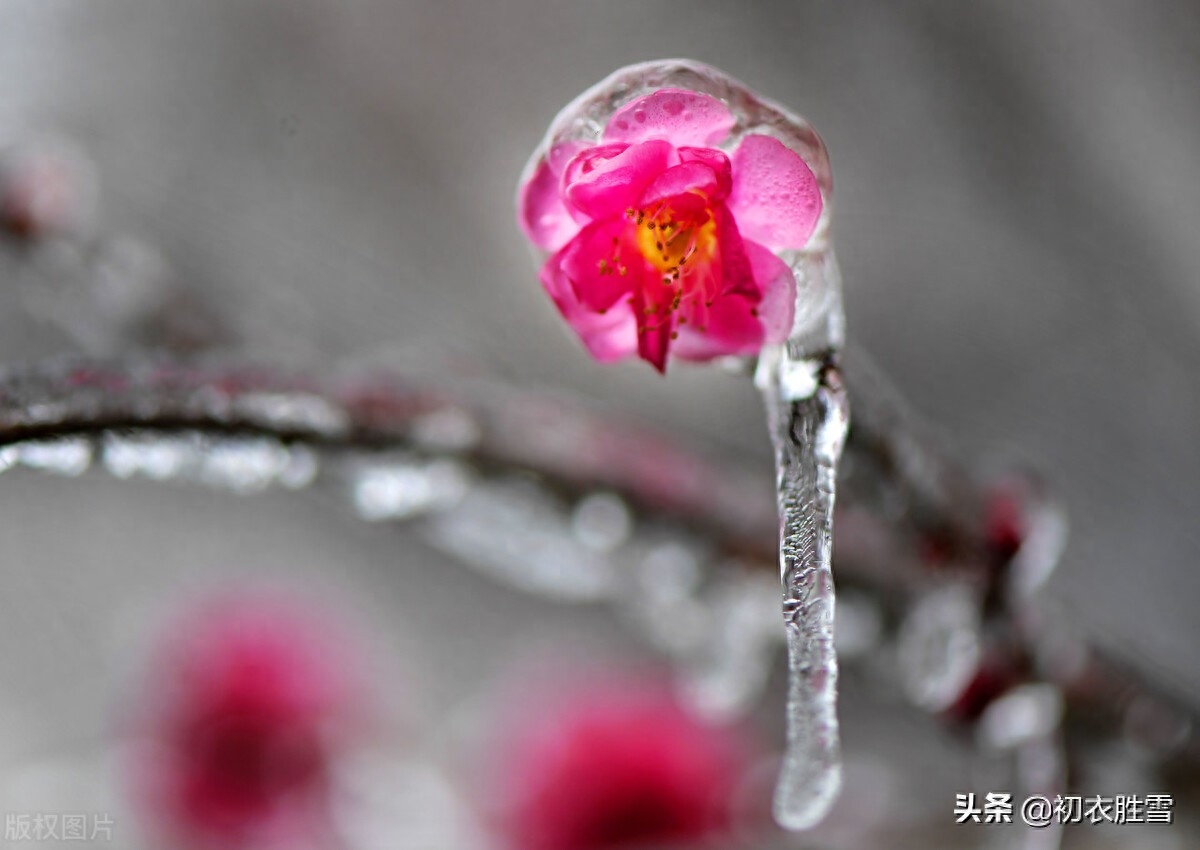 二十四节气大寒古诗五首（大寒宜近火，梅柳待阳春）