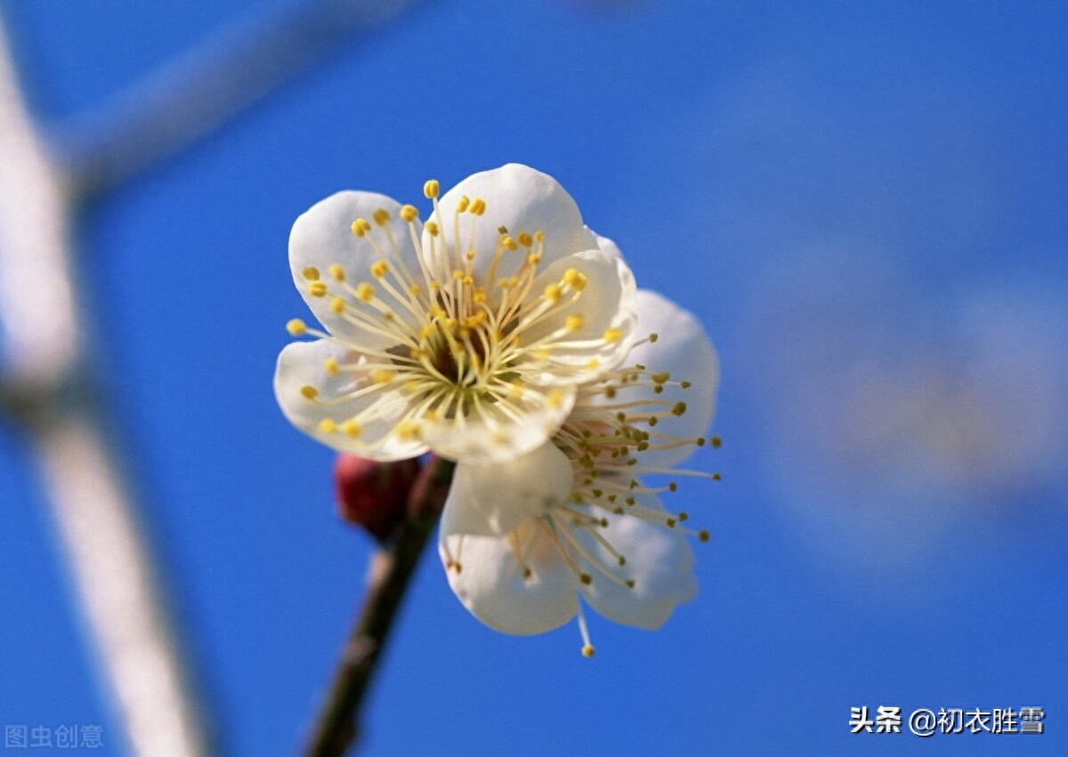 赞美梅花唯美古诗词（三首深沉的梅花笑古诗）