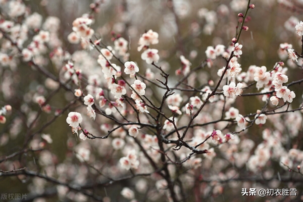 赞美梅花傲骨的诗句（晏几道梅花情词三首）