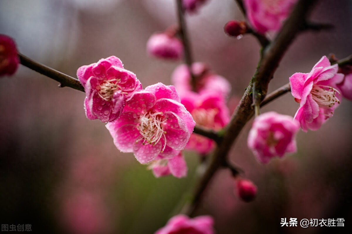 赞美梅花傲骨的诗句（晏几道梅花情词三首）