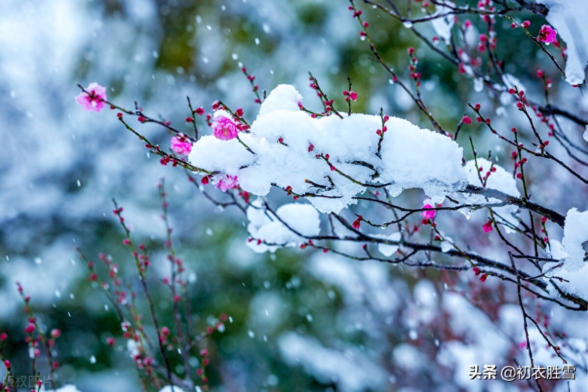 赞美梅花傲骨的诗句（晏几道梅花情词三首）