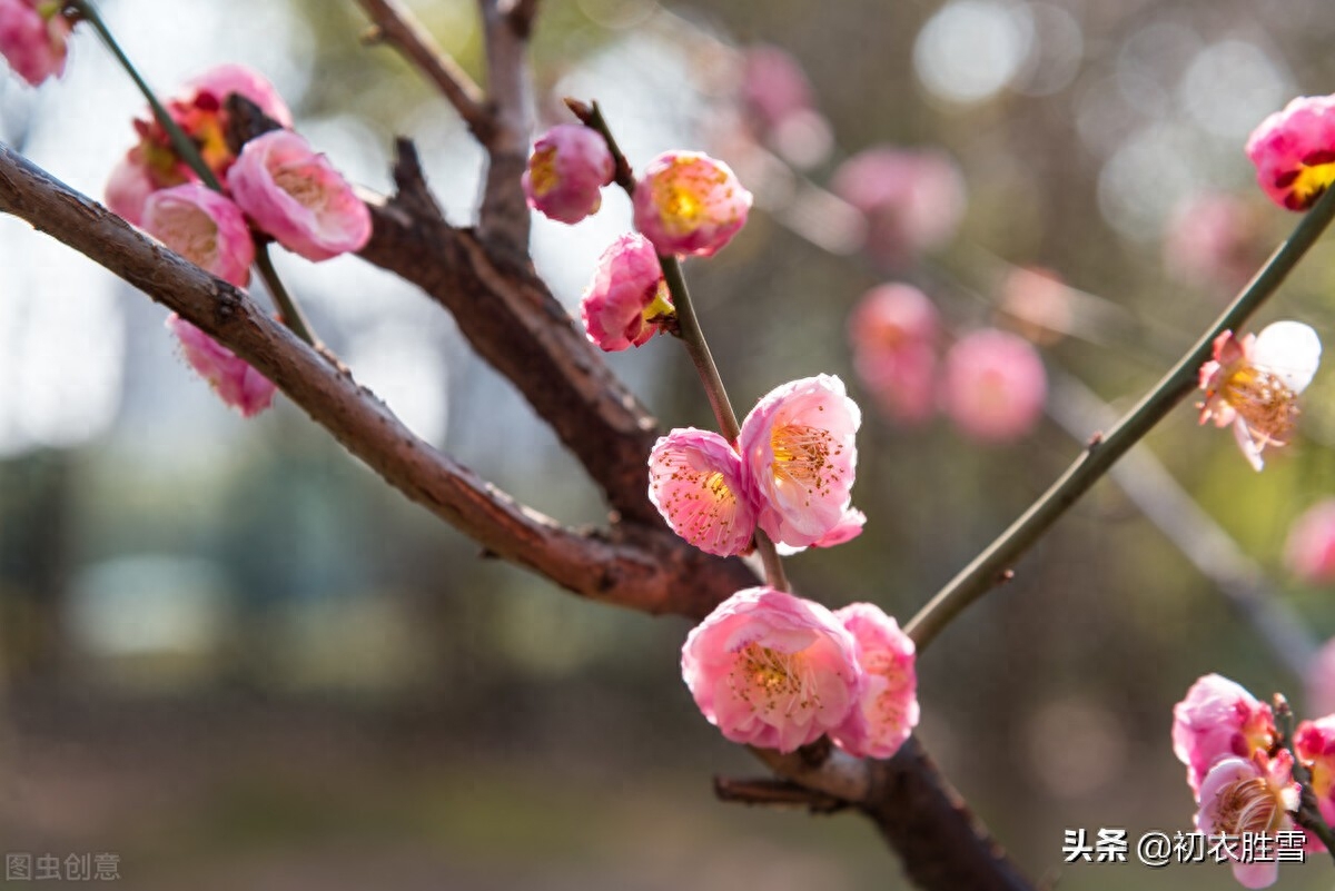 梅花古诗词诗大全（林逋梅花三首赏析）