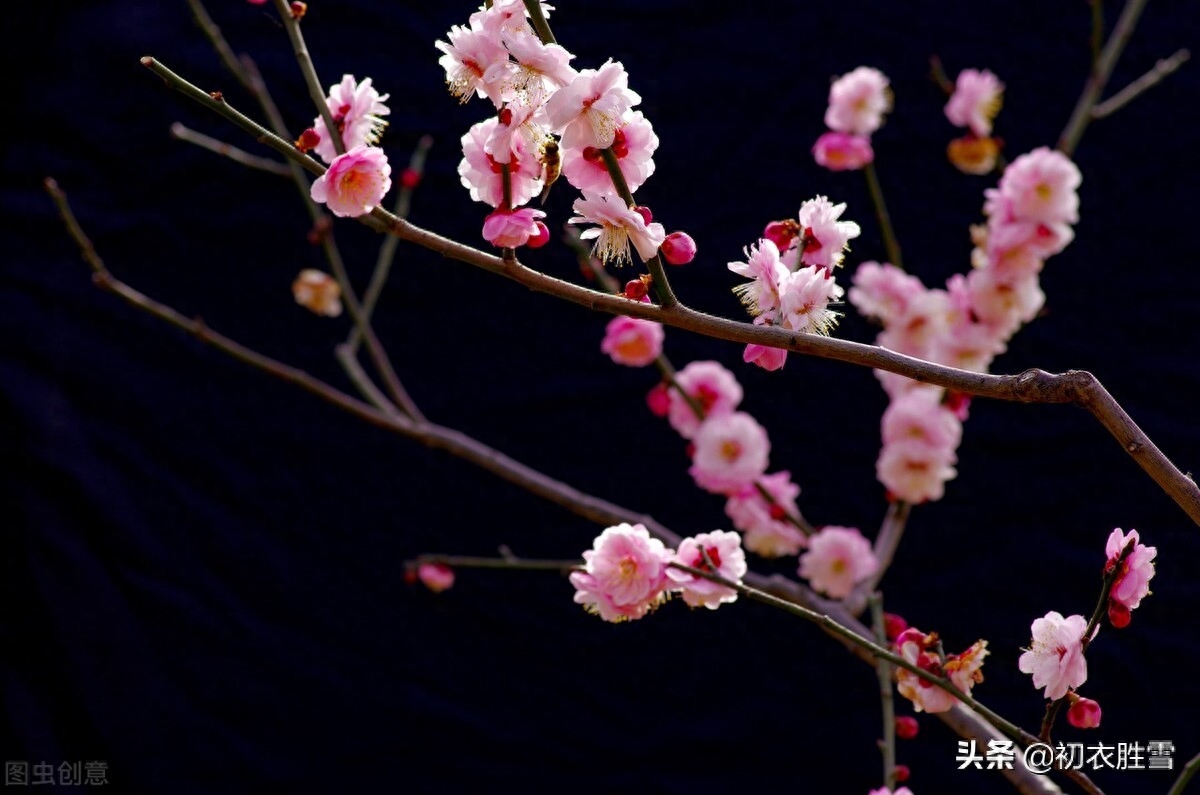 梅花古诗词诗大全（林逋梅花三首赏析）