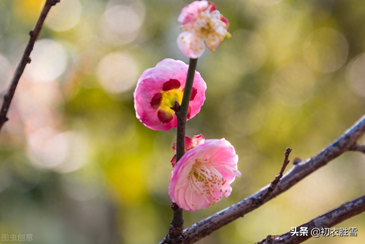 梅花古诗词诗大全（林逋梅花三首赏析）