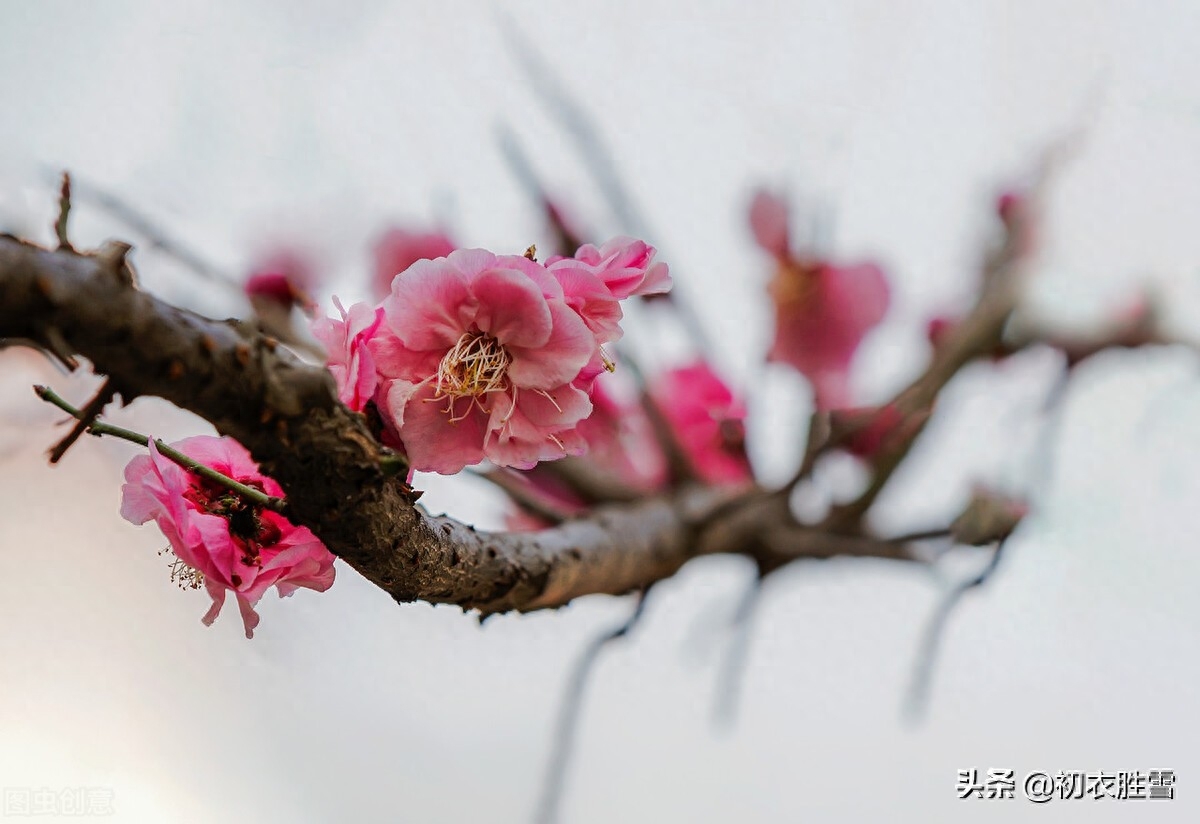 梅花古诗词诗大全（林逋梅花三首赏析）