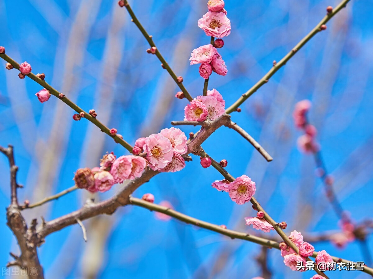 梅花古诗词诗大全（林逋梅花三首赏析）