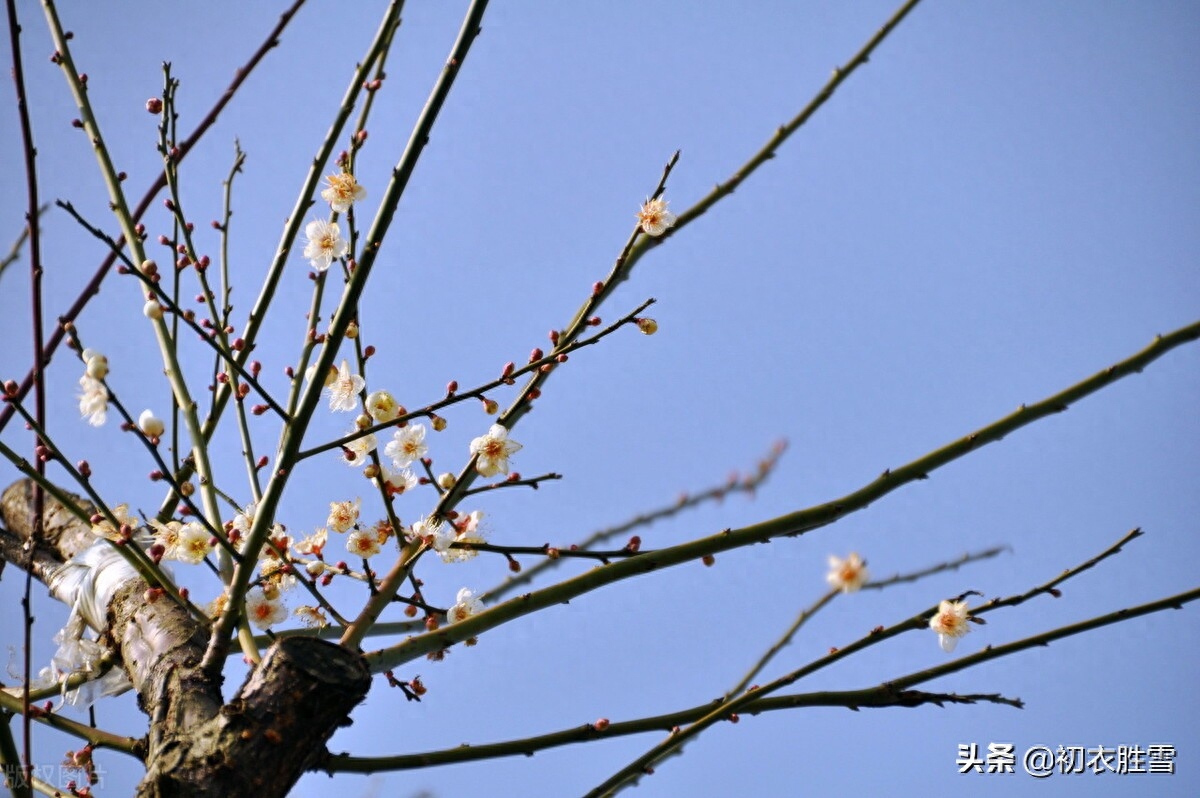 腊日梅花唯美古诗七首（冲风迎腊日，梅有犯寒枝）