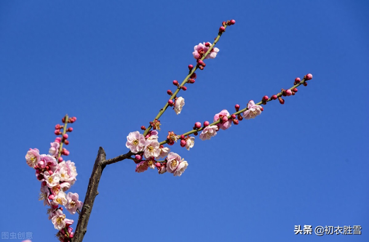 腊日梅花唯美古诗七首（冲风迎腊日，梅有犯寒枝）