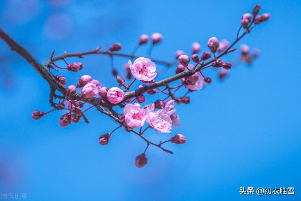 韩偓深冬梅花三首（关于梅花的古诗词）