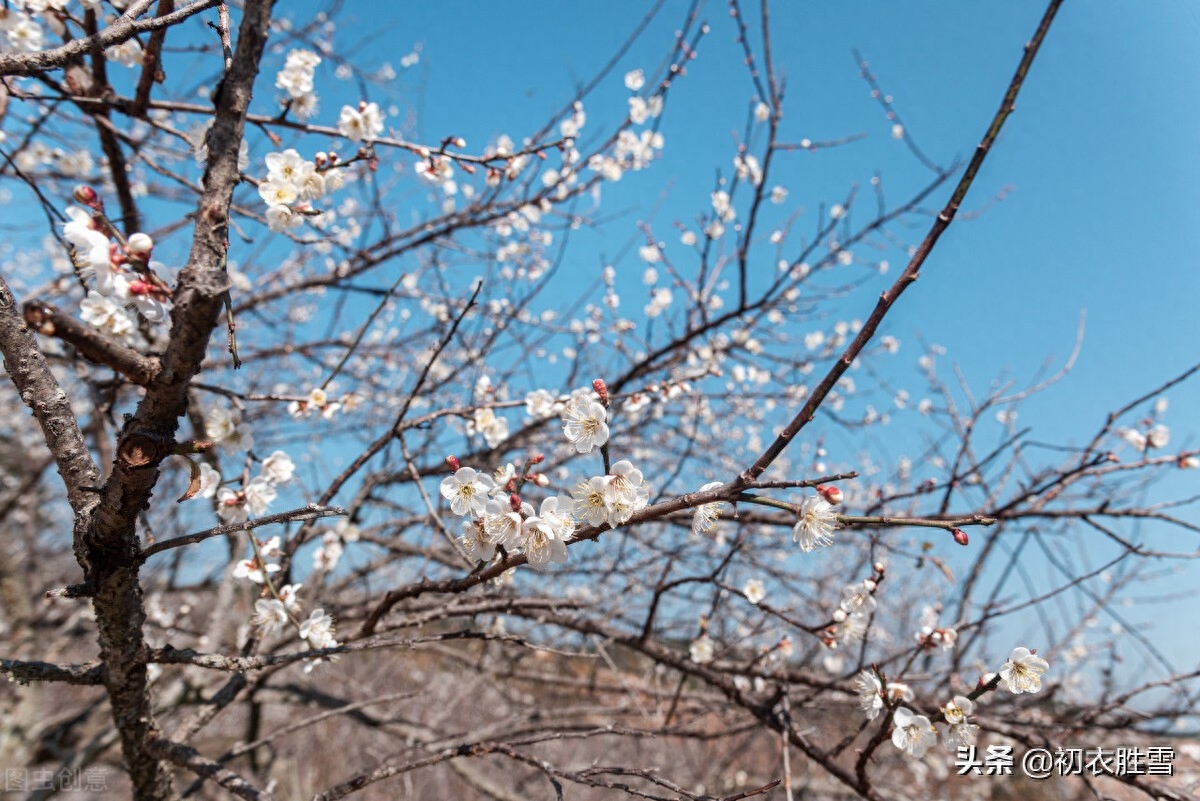 韩偓深冬梅花三首（关于梅花的古诗词）