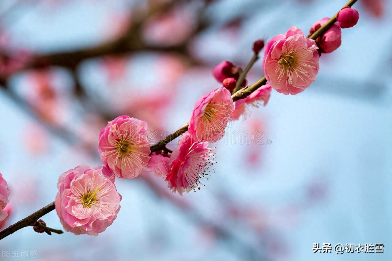 苏东坡梅花五首赏析（早梅何惜认残花，此心安处是吾乡）