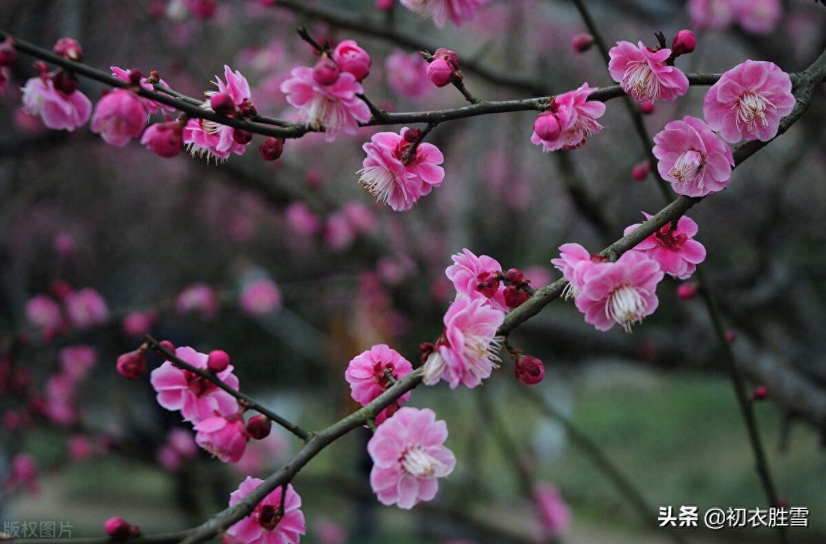 苏东坡梅花五首赏析（早梅何惜认残花，此心安处是吾乡）