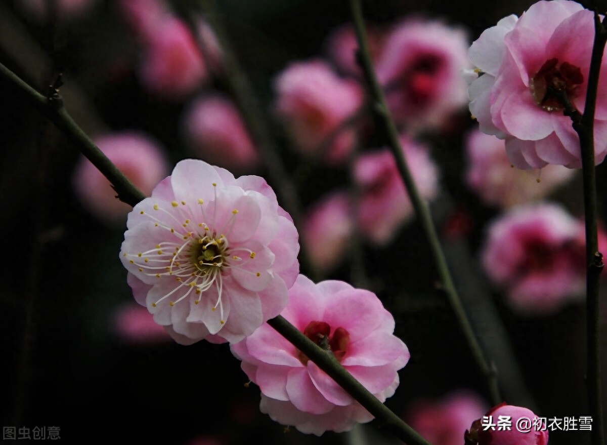 赞美梅花傲骨的诗句（梅生红粟初迎腊，迎腊梅花无数开）