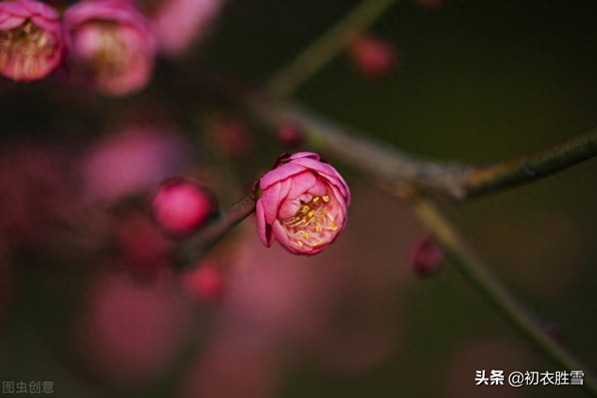 赞美梅花傲骨的诗句（梅生红粟初迎腊，迎腊梅花无数开）