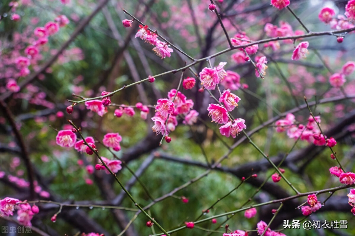 赞美梅花傲骨的诗句（梅生红粟初迎腊，迎腊梅花无数开）