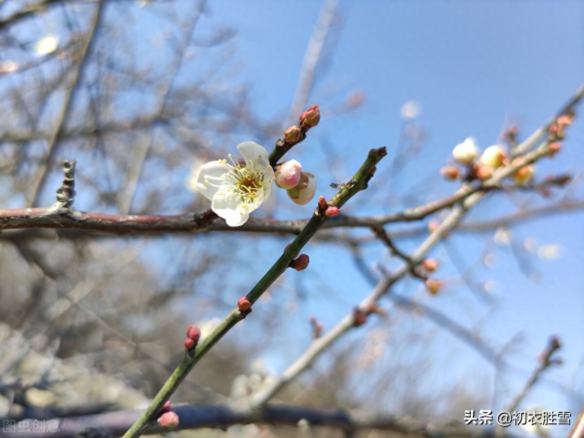 赞美梅花傲骨的诗句（梅生红粟初迎腊，迎腊梅花无数开）