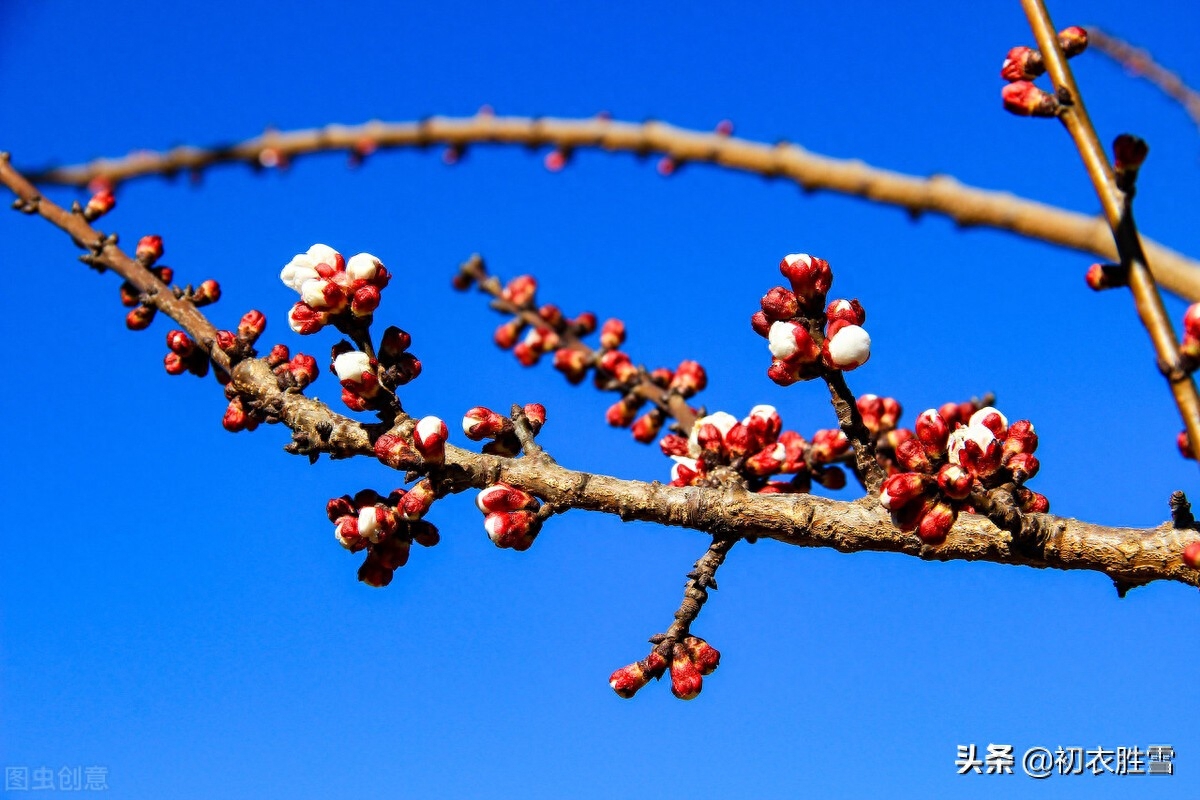 赞美梅花傲骨的诗句（梅生红粟初迎腊，迎腊梅花无数开）