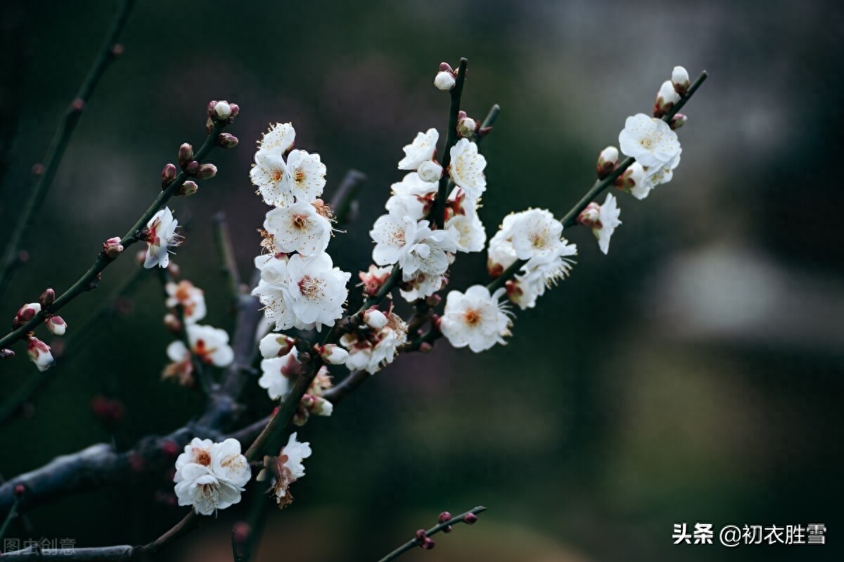 ​晏殊梅花古诗词二首（梅花漏泄春消息，端的千花冷未知）