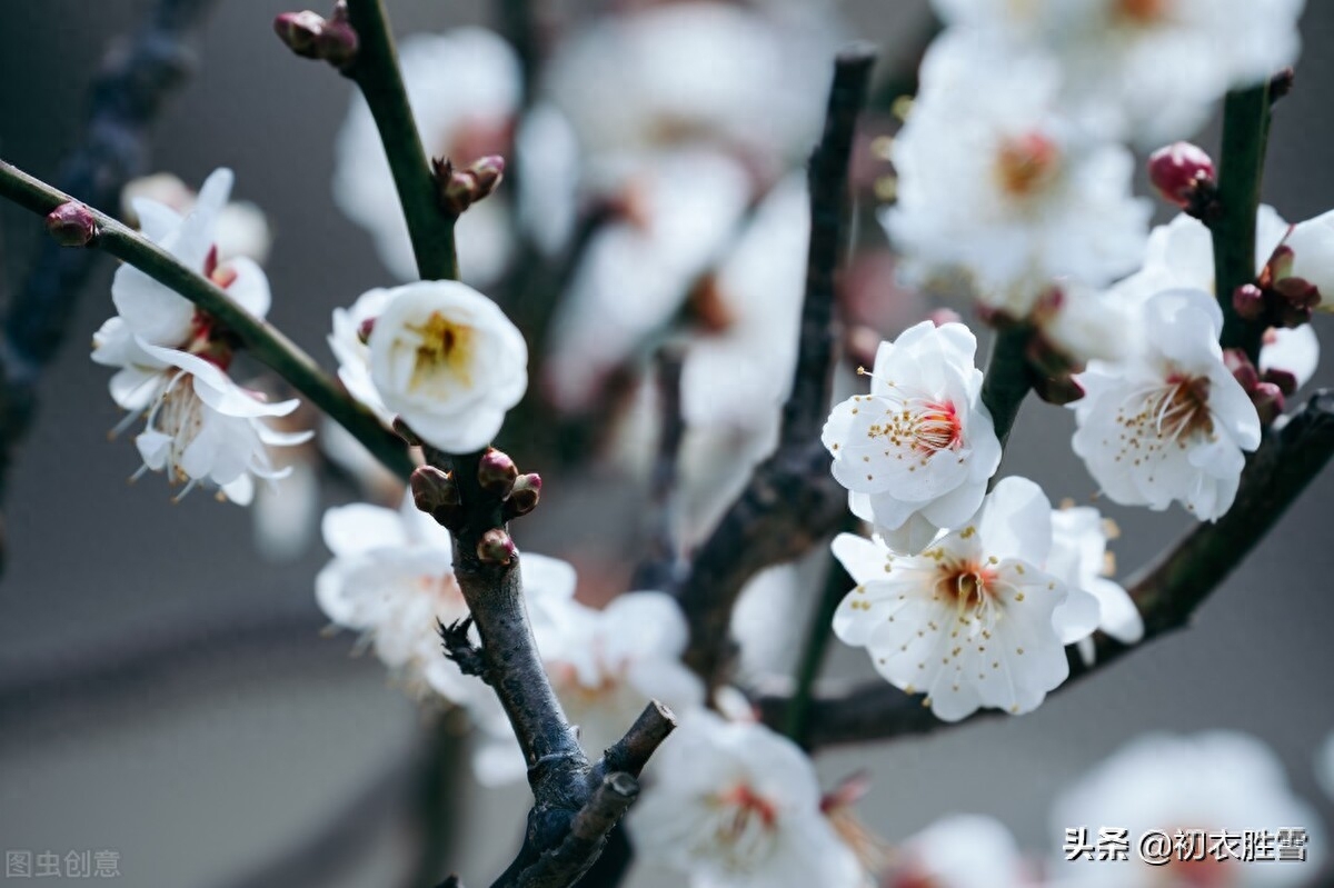 ​晏殊梅花古诗词二首（梅花漏泄春消息，端的千花冷未知）