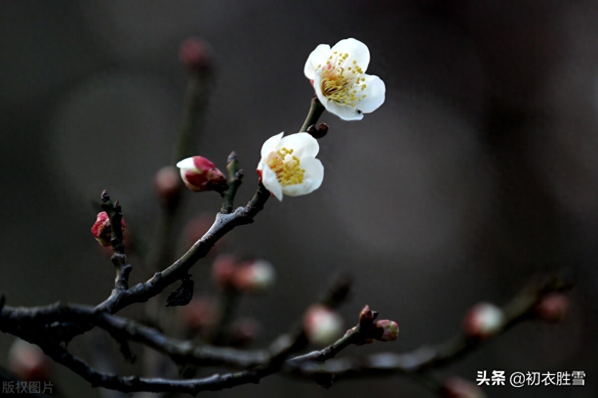 ​晏殊梅花古诗词二首（梅花漏泄春消息，端的千花冷未知）