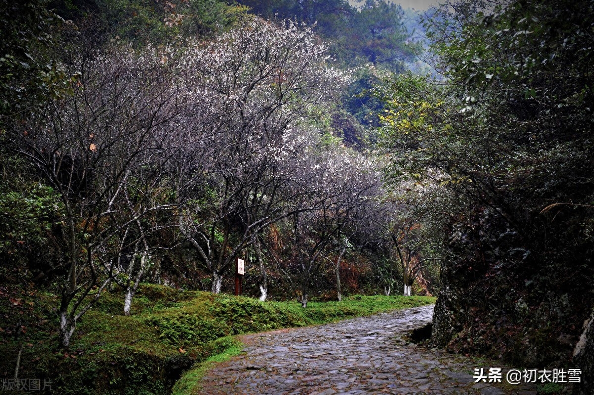 苏轼晚年梅岭梅花六首（小寒初度梅花岭，青松盈尺间香梅）