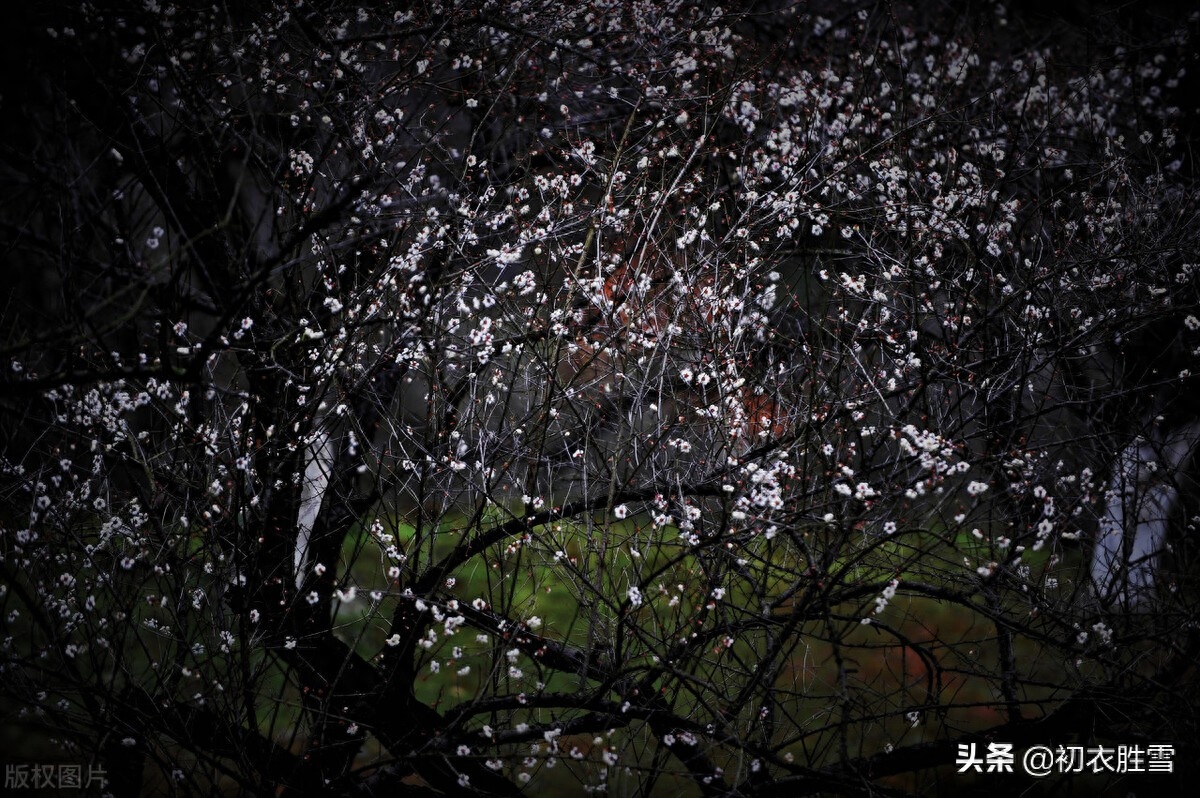 苏轼晚年梅岭梅花六首（小寒初度梅花岭，青松盈尺间香梅）