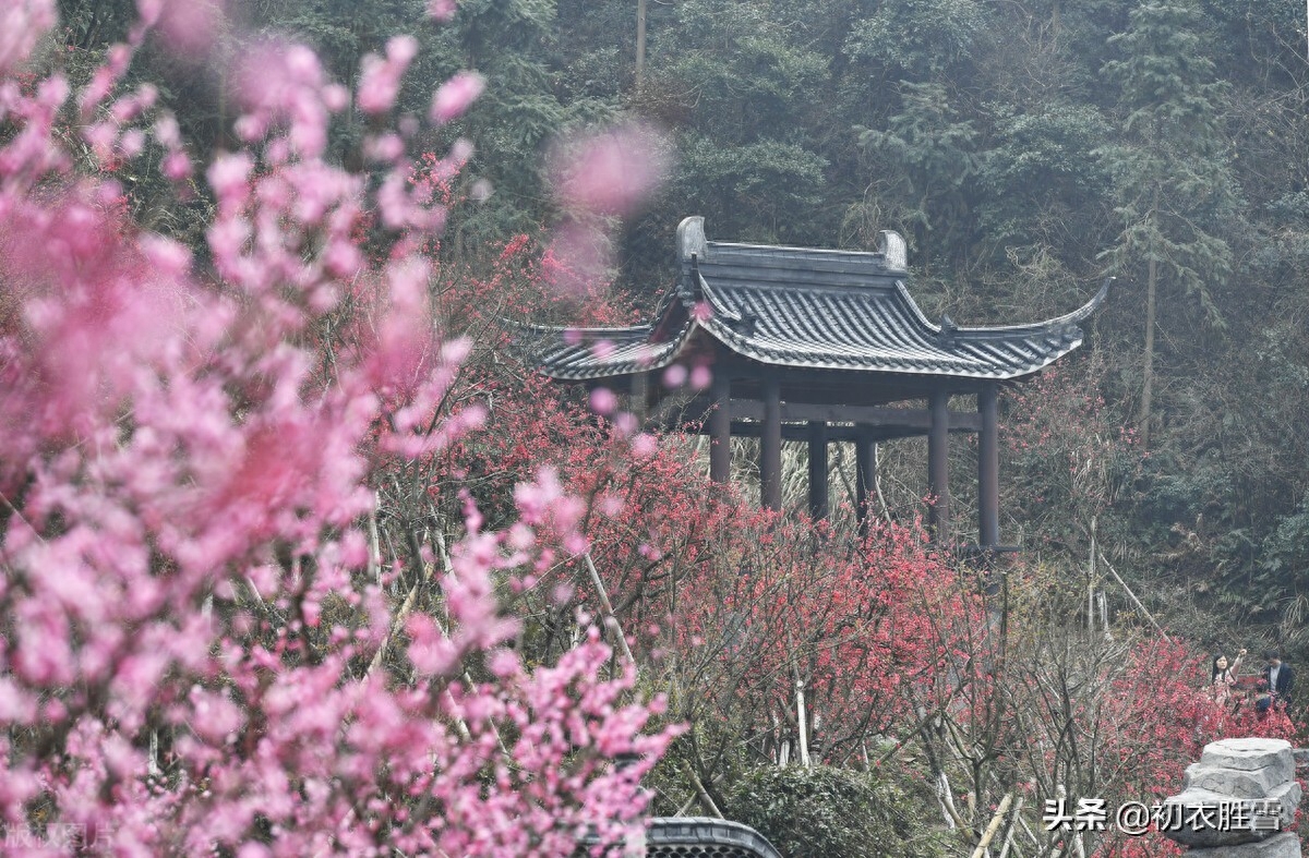 苏轼晚年梅岭梅花六首（小寒初度梅花岭，青松盈尺间香梅）