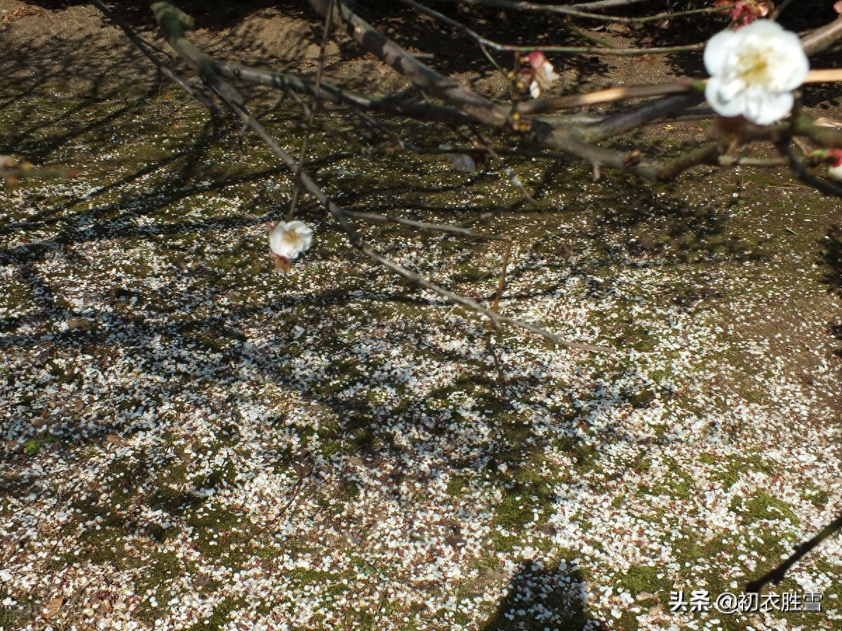 苏轼晚年梅岭梅花六首（小寒初度梅花岭，青松盈尺间香梅）