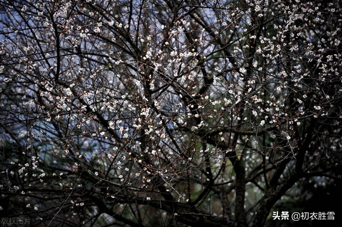 苏轼晚年梅岭梅花六首（小寒初度梅花岭，青松盈尺间香梅）