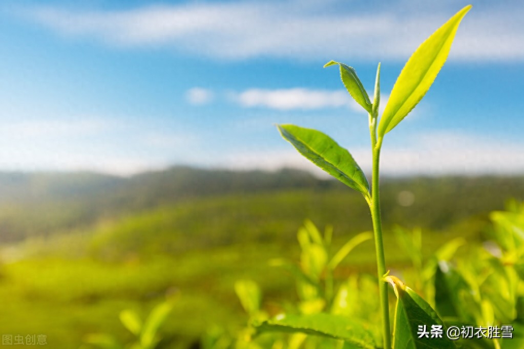 二十四节气之小寒五首诗词（小寒渐有北归雁，野梅含笑正横斜）