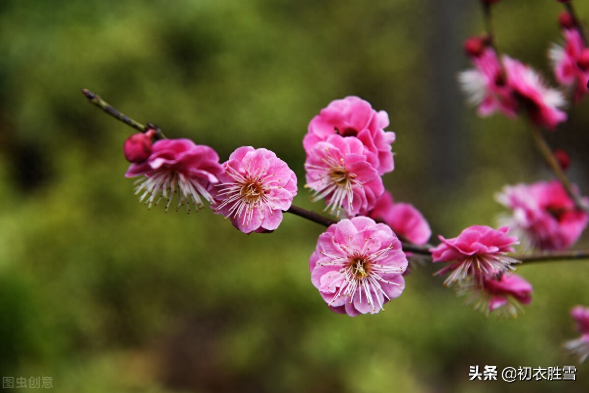 元旦诗词五首赏析（一夜挽回天下春，百花富贵草精神）