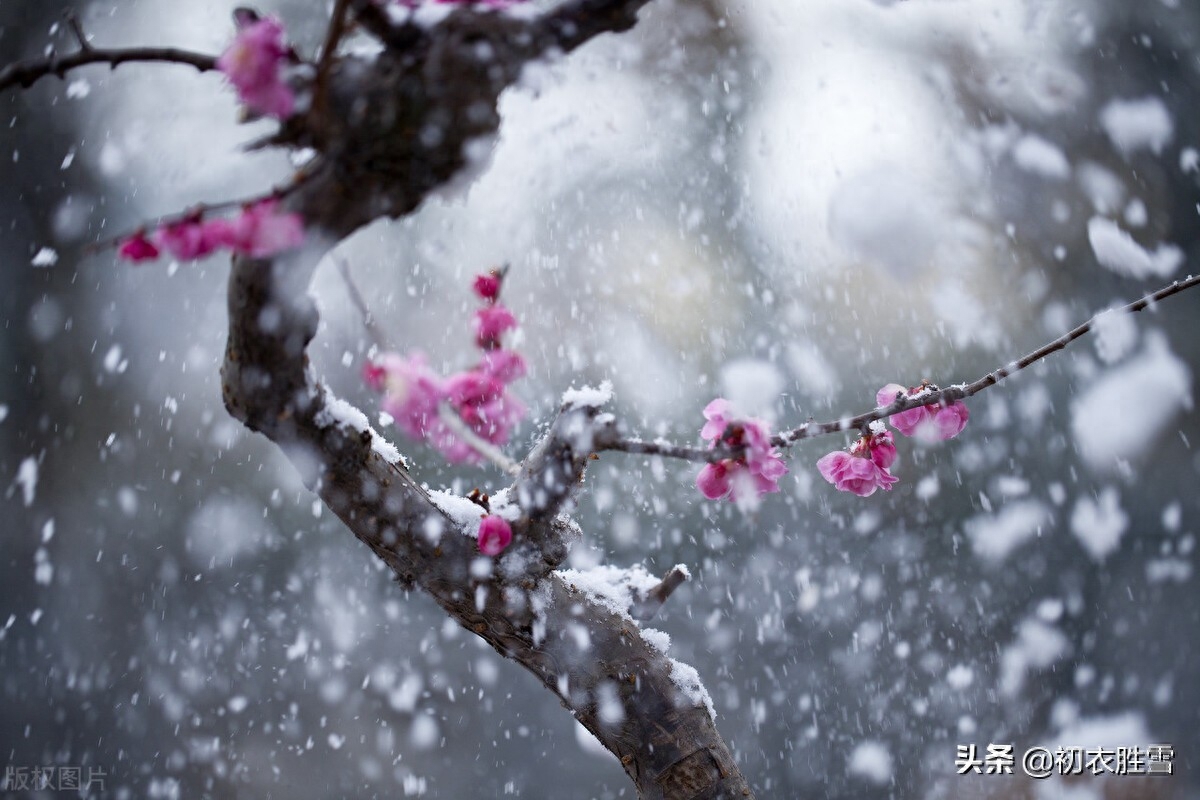 ​冰雪梅花绝句六首诗词（只见花时冰雪冻，不知花里有春风）