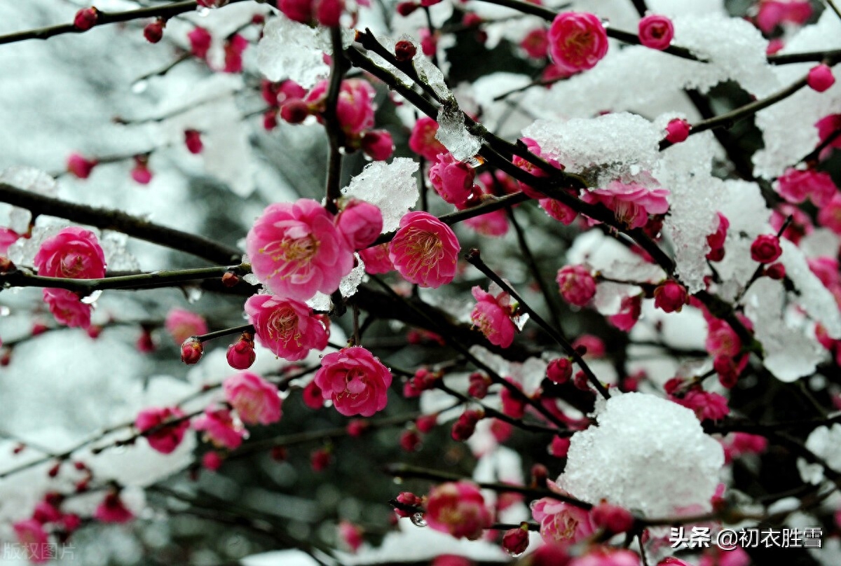 ​冰雪梅花绝句六首诗词（只见花时冰雪冻，不知花里有春风）