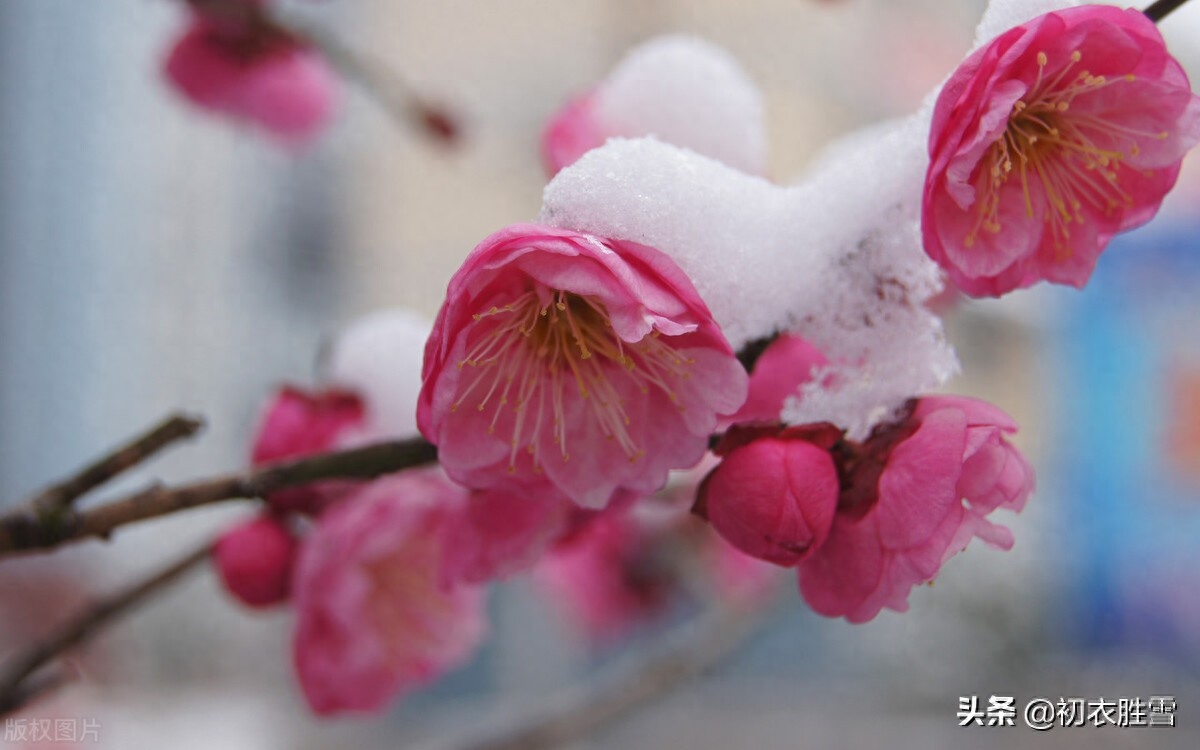 ​冰雪梅花绝句六首诗词（只见花时冰雪冻，不知花里有春风）