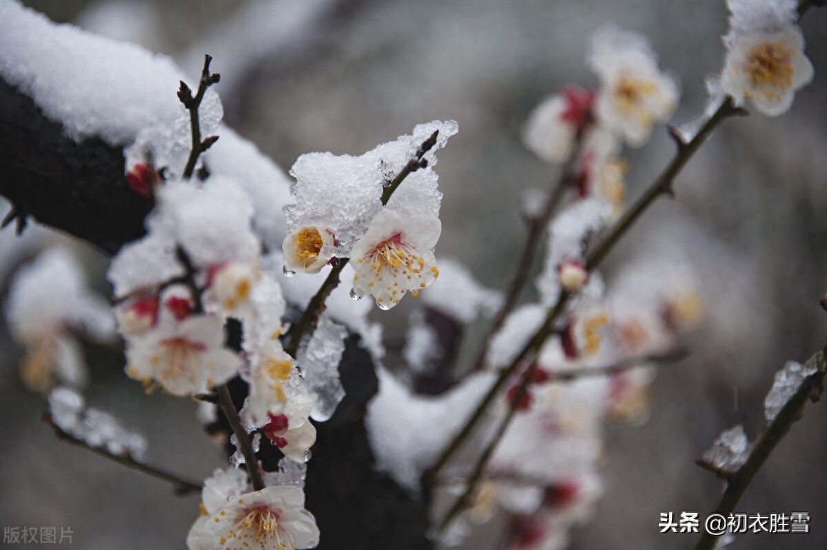 ​冰雪梅花绝句六首诗词（只见花时冰雪冻，不知花里有春风）