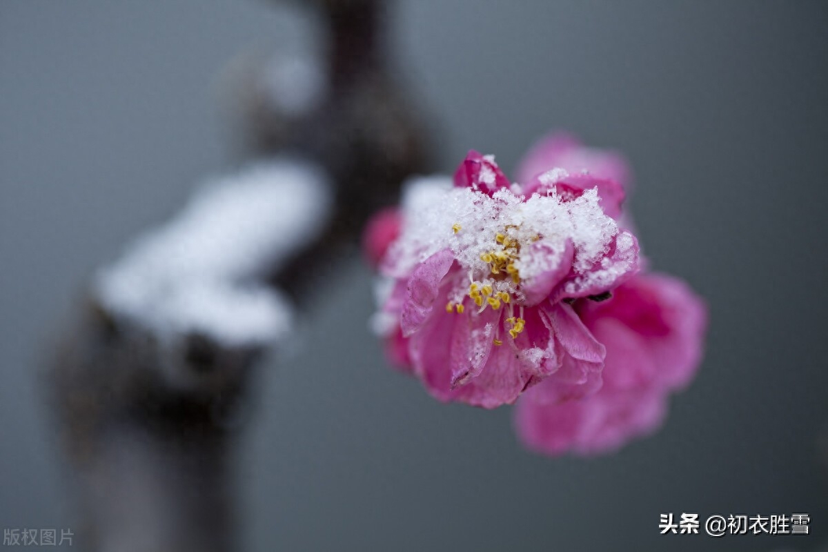 ​冰雪梅花绝句六首诗词（只见花时冰雪冻，不知花里有春风）