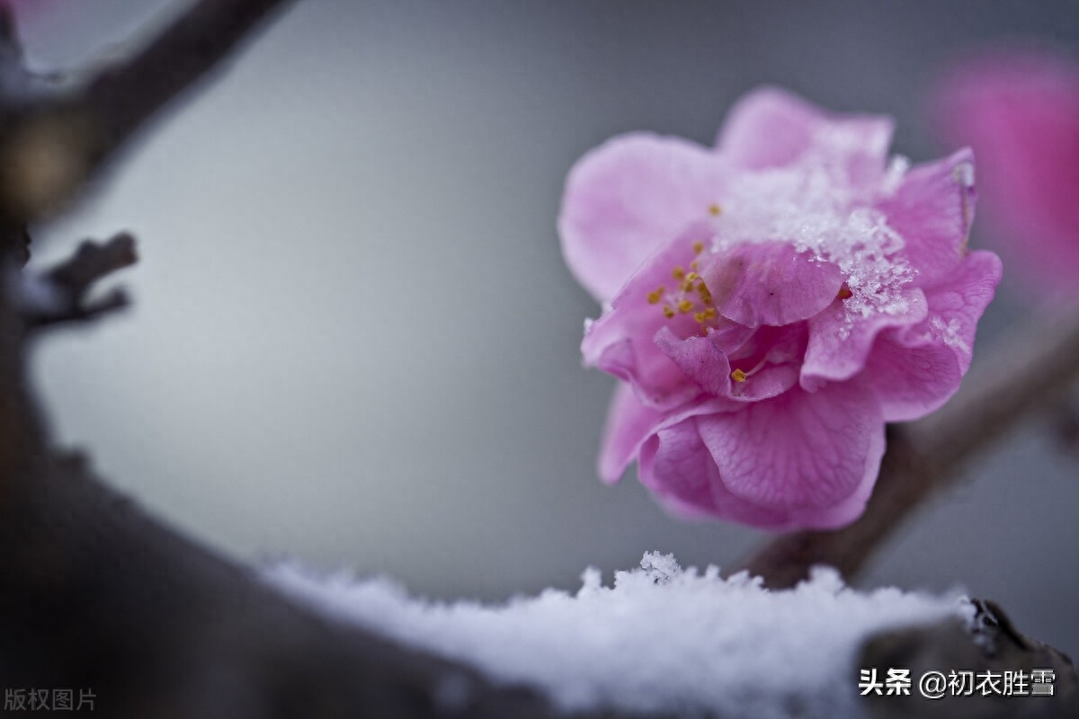 ​冰雪梅花绝句六首诗词（只见花时冰雪冻，不知花里有春风）