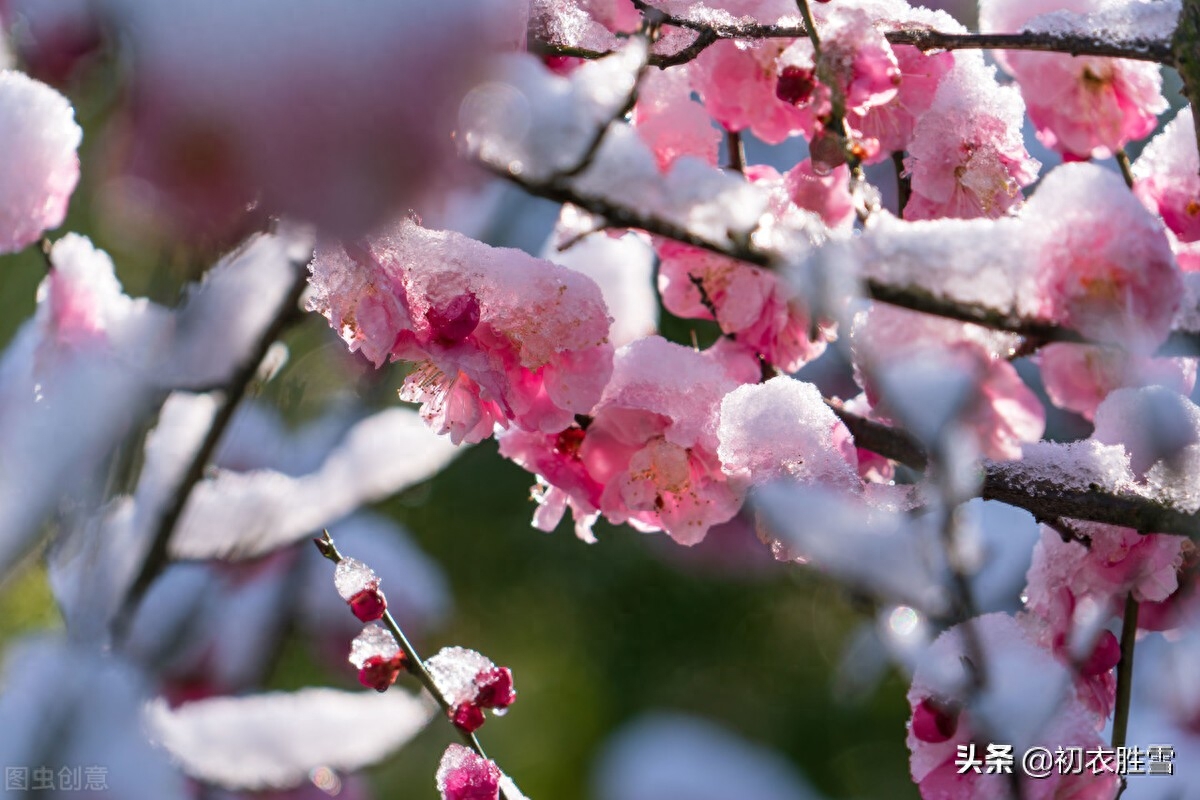 ​冰雪梅花绝句六首诗词（只见花时冰雪冻，不知花里有春风）