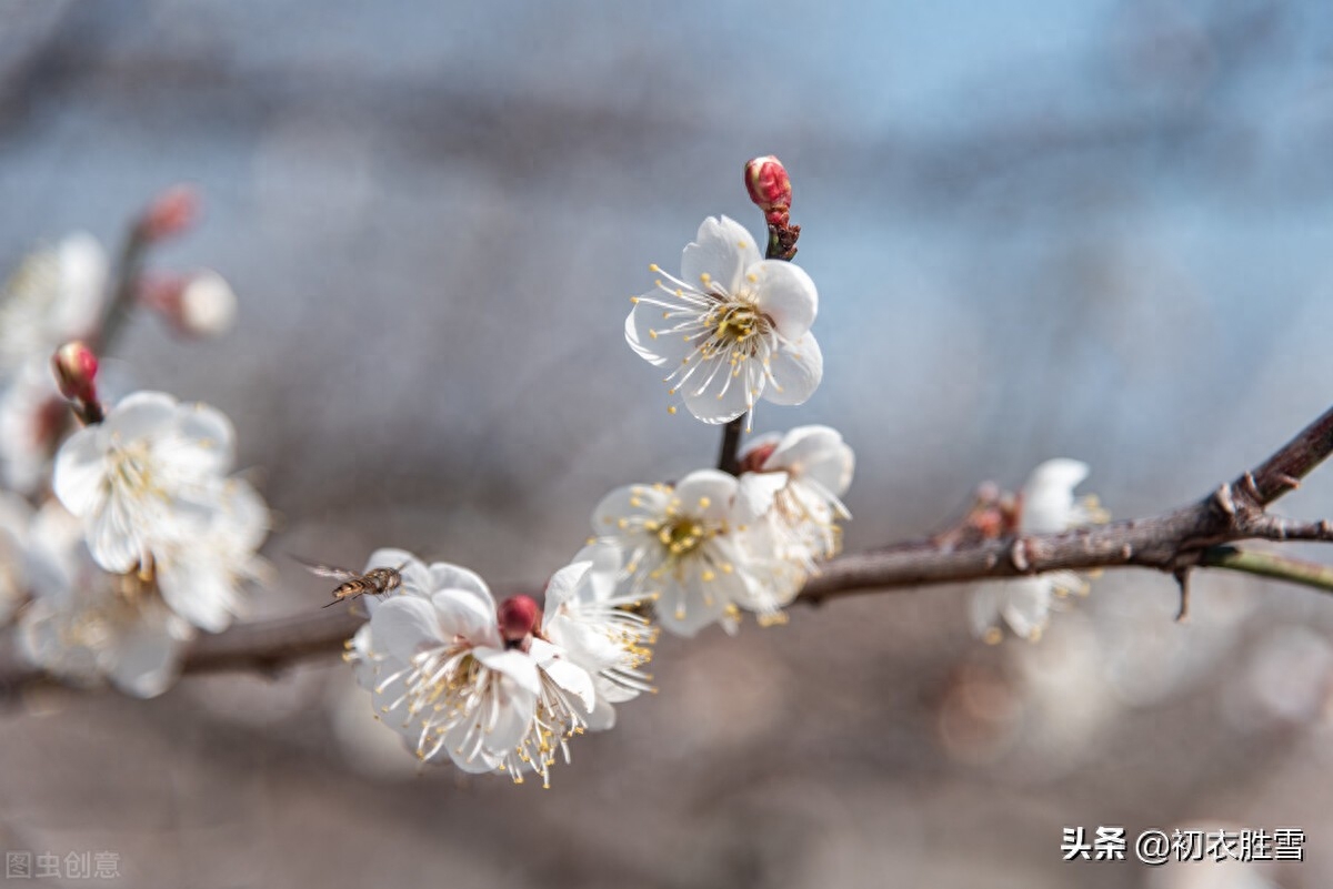 江梅经典诗词五首（莫惜黄金缕，难忘白雪枝）