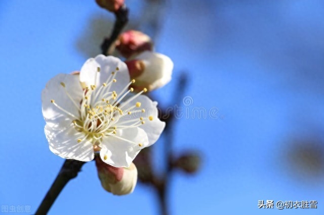 江梅经典诗词五首（莫惜黄金缕，难忘白雪枝）