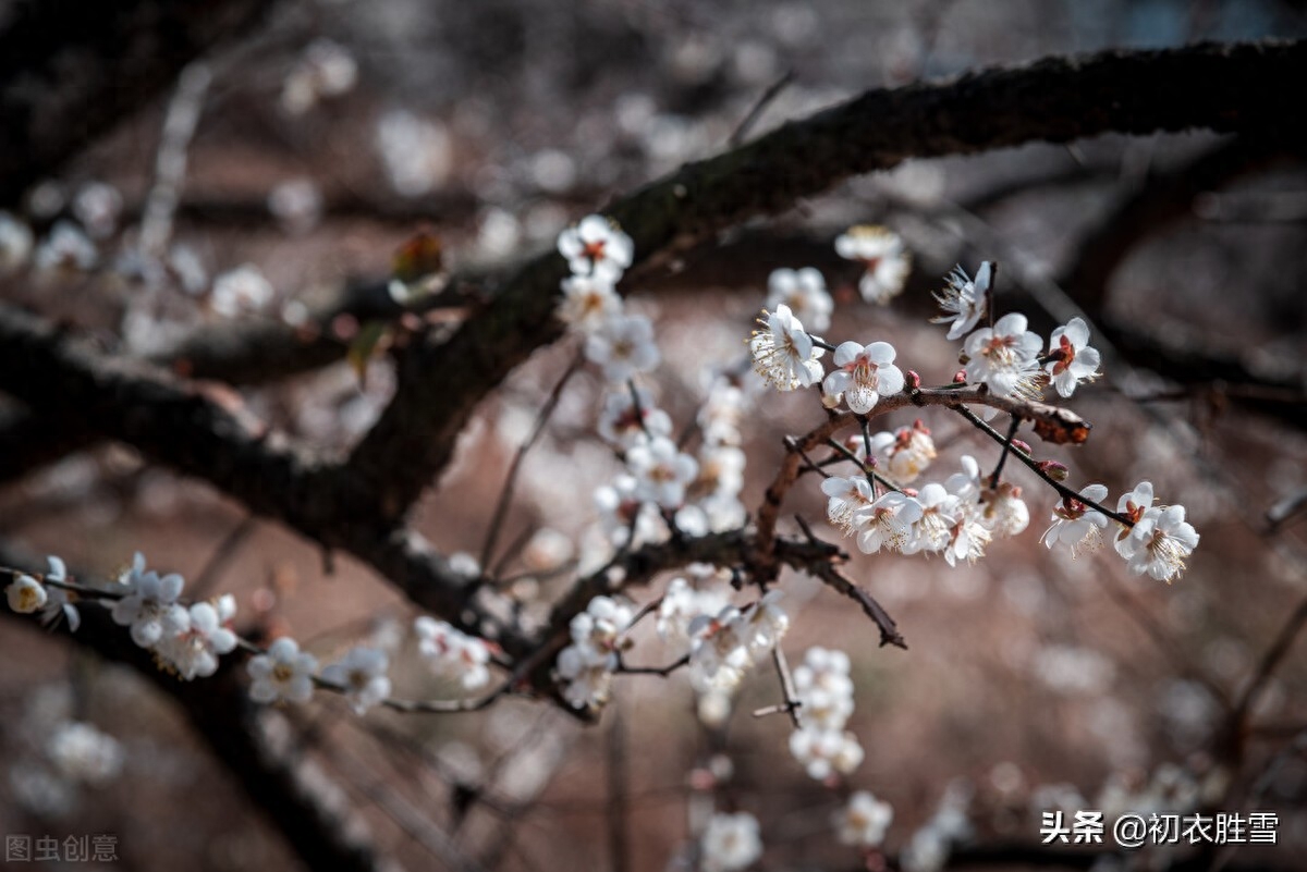 江梅经典诗词五首（莫惜黄金缕，难忘白雪枝）