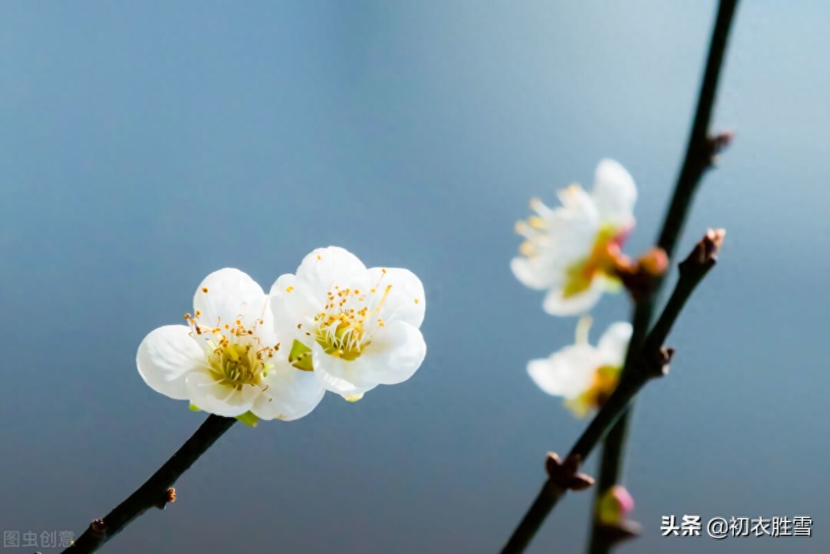 江梅经典诗词五首（莫惜黄金缕，难忘白雪枝）