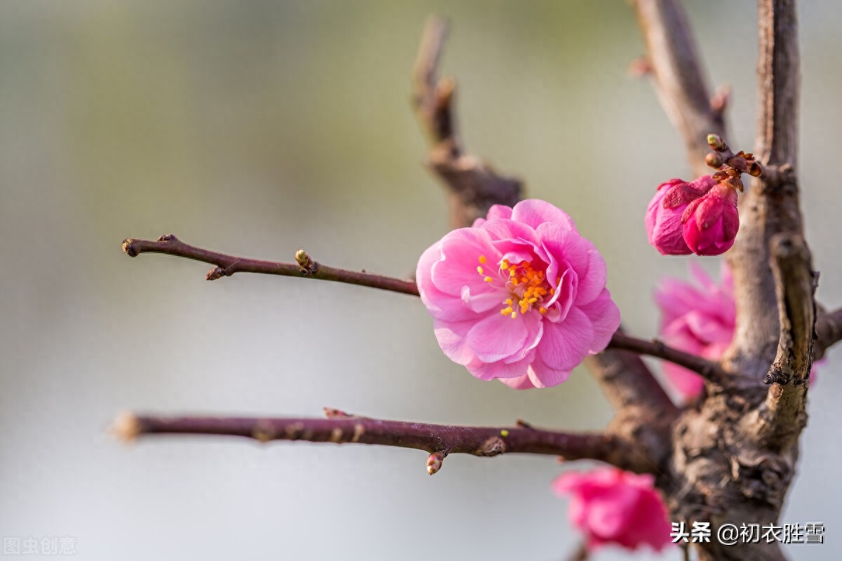 红梅唯美古诗八首赏析（一种梅生禅老家，绝胜寻常桃杏花）