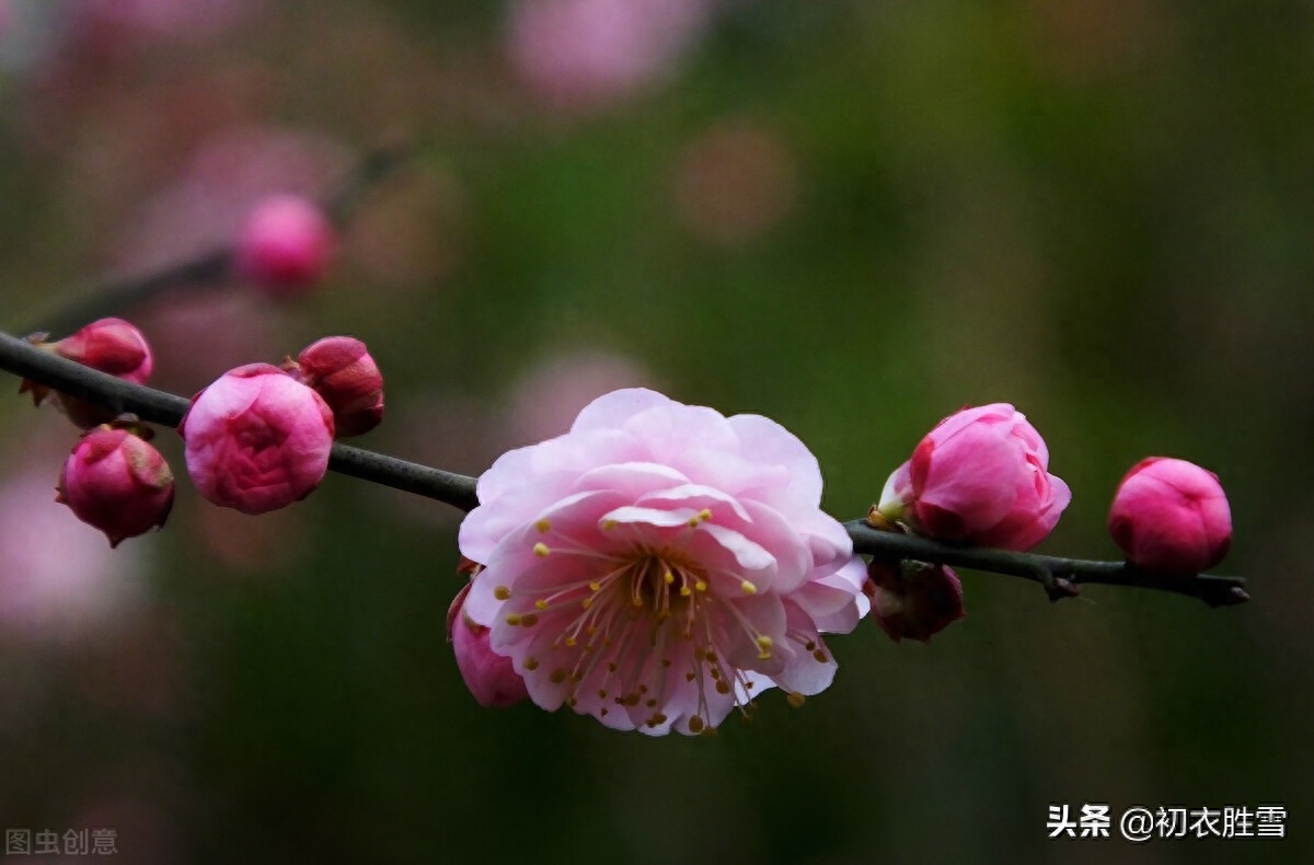 红梅唯美古诗八首赏析（一种梅生禅老家，绝胜寻常桃杏花）