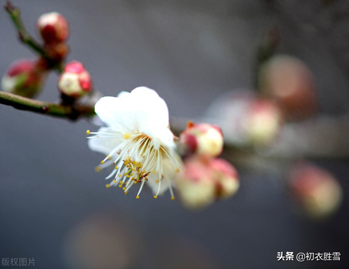 冬至明丽诗词七首赏读（阳生一脉天，梅香告报春）