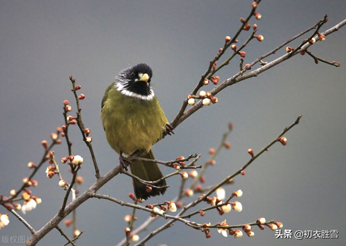 冬至明丽诗词七首赏读（阳生一脉天，梅香告报春）