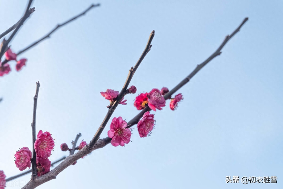 冬至明丽诗词七首赏读（阳生一脉天，梅香告报春）