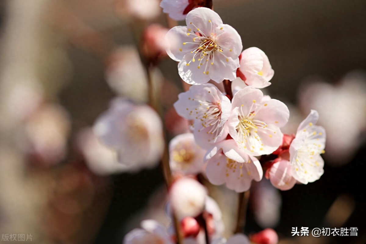 冬至梅花唯美古诗五首（长至寒梅花正发，梅花先趁小寒开）