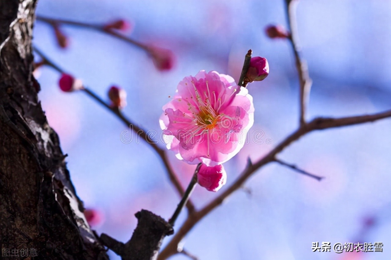 仲冬梅花唯美古诗（天地初心只是生，数点梅花天地心）